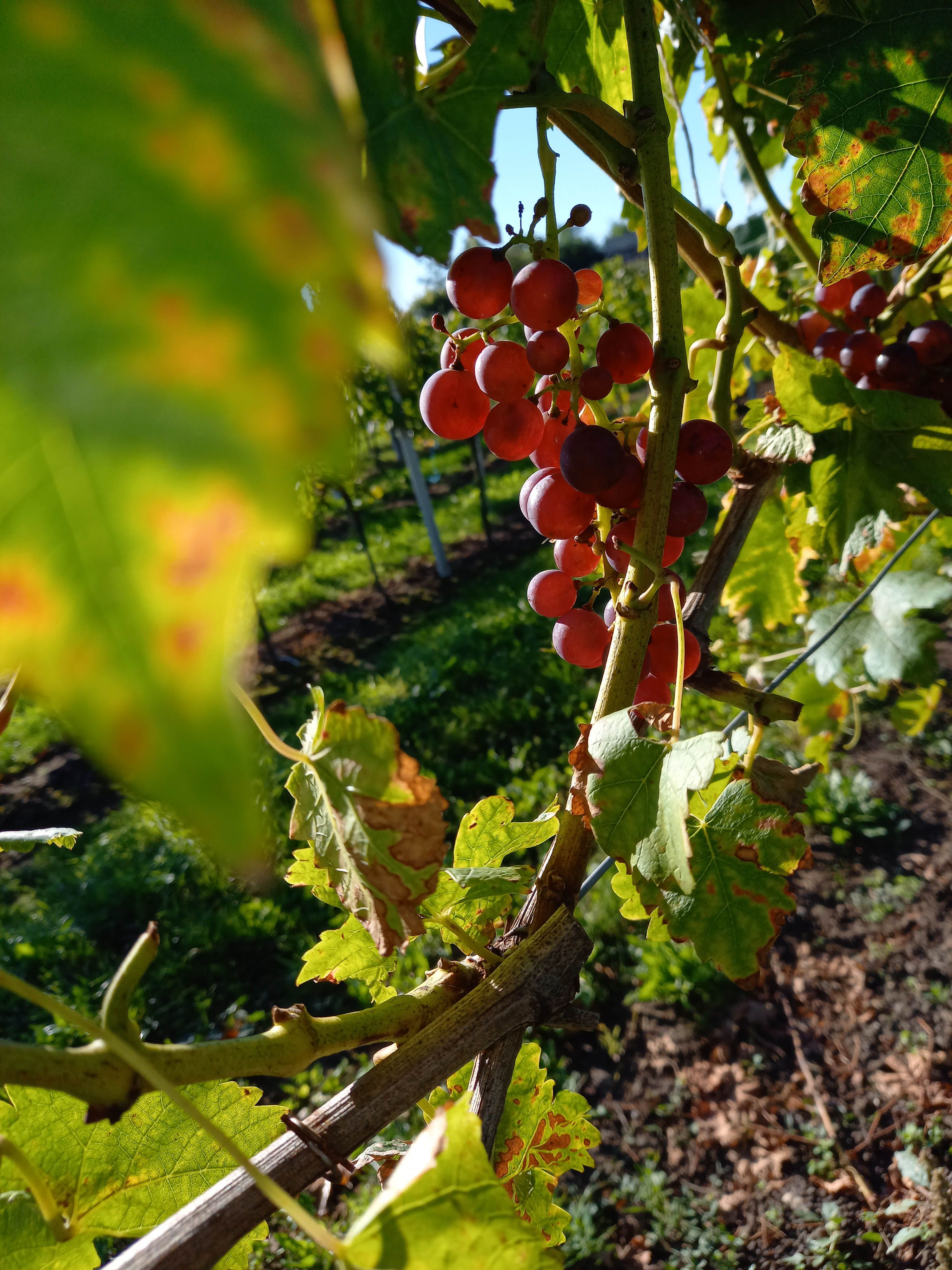 Nahaufnahme von roten Trauben an einem Weinstock mit grünen Blättern im Sonnenlicht.