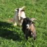 Goats, &copy; Panstingl