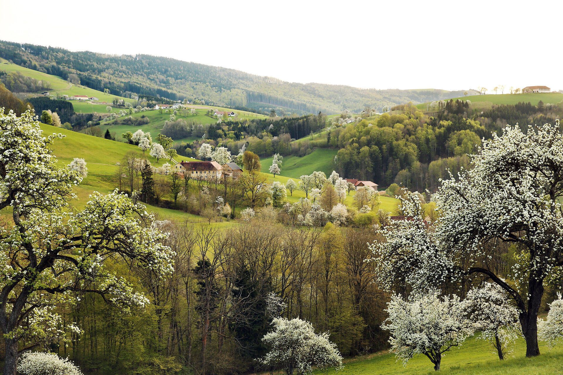 Im April erblühen die Birnbäume in voller Pracht und verwandeln die Landschaft in ein zauberhaftes Blütenmeer. Die sanften Hügel laden zu einem entspannten Spaziergang ein, während die frische Frühlingsluft die Sinne belebt. Ein wahres Paradies der Blicke, das die Schönheit der Natur in ihrer reinsten Form zeigt.