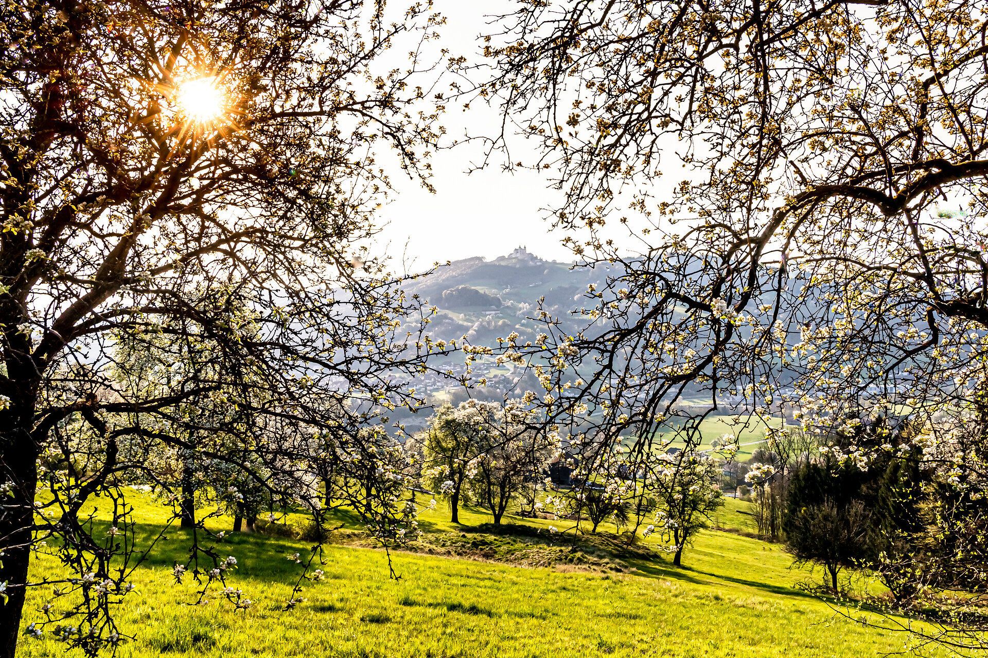 Die sanften Hügel des Mostviertels erblühen im Frühling, während die Birnbäume in voller Blüte stehen. Die warmen Sonnenstrahlen durchdringen das zarte Blütenmeer und schaffen eine malerische Kulisse, die zum Verweilen einlädt. Hier, wo die Natur in voller Pracht erstrahlt, wird jeder Spaziergang zum unvergesslichen Erlebnis.