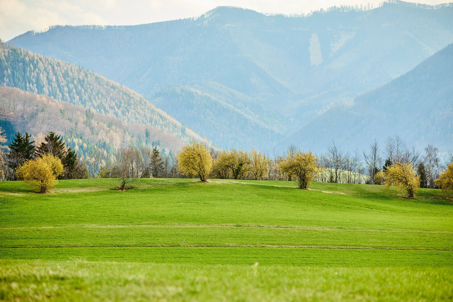 Die sanften Hügel des Pielachtals erblühen im Frühling in einem Meer aus leuchtendem Grün, während die zarten Dirndlblüten die Landschaft verzaubern. Hier, wo die Natur in voller Pracht erstrahlt, lädt die frische Luft zu unvergesslichen Wanderungen ein.