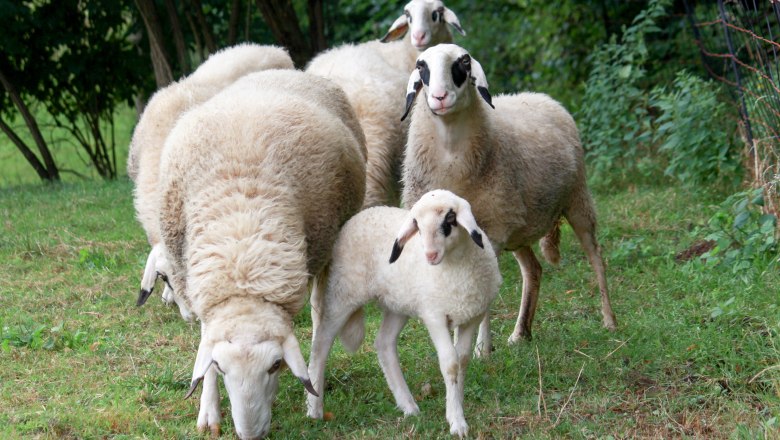 kaerntner-glasses sheep, © Karnerhof