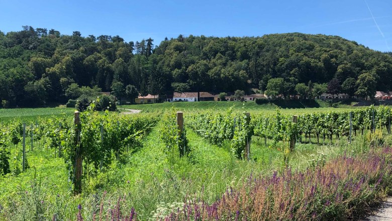 Vineyards with forest in the background under a clear sky.