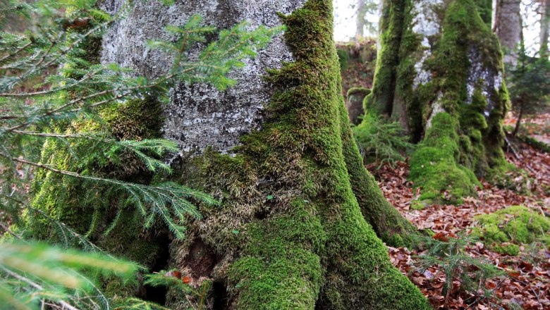 Moosbewachsene Baumstämme im Wald des Wildnisgebiets Dürrenstein.
