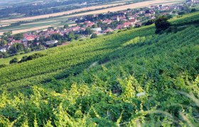 Weinberge im Traisental mit einem Dorf im Hintergrund.