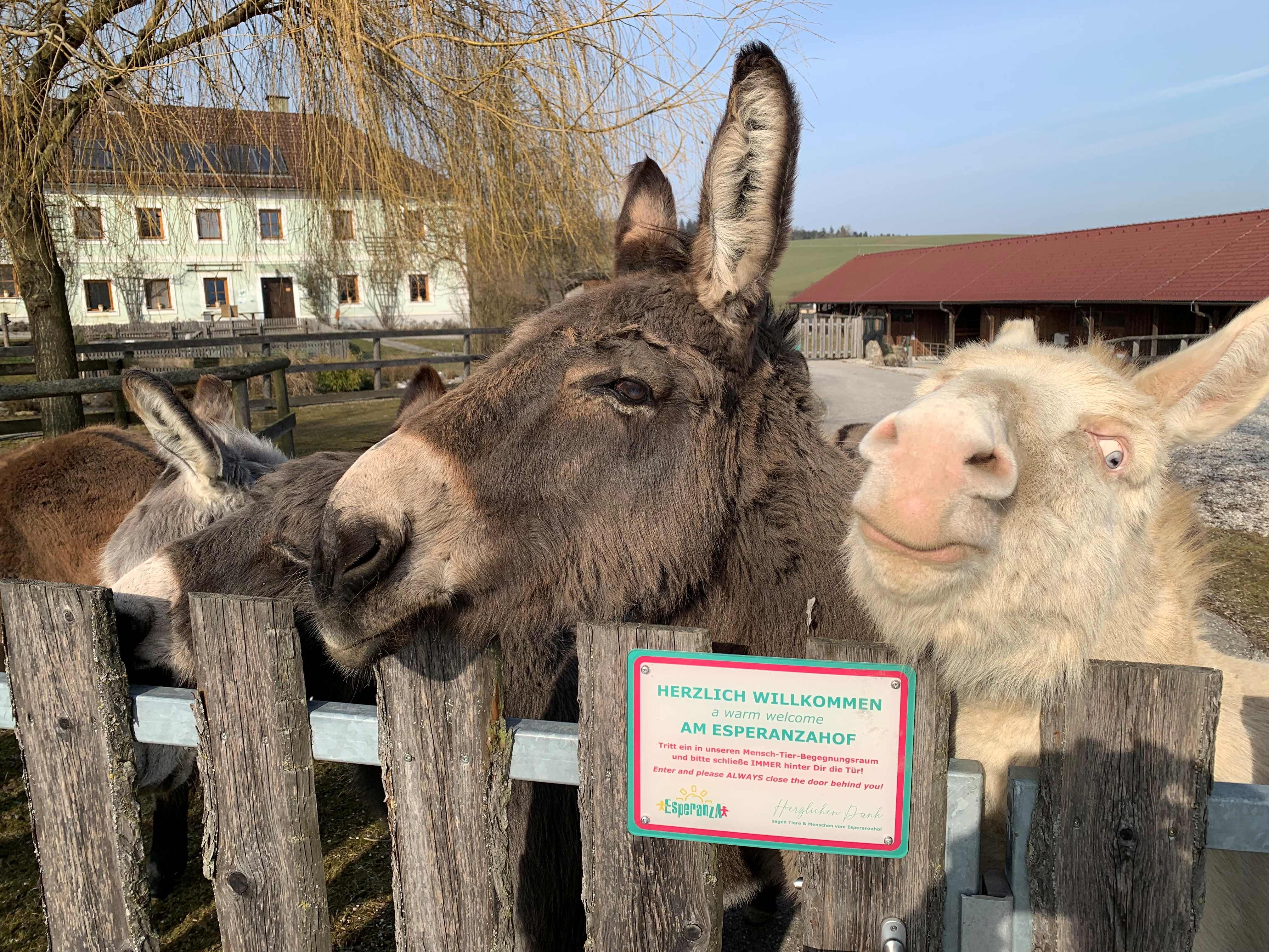 Eselwanderung am Esperanzahof
