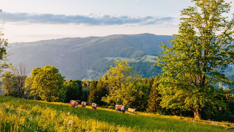 Nestelberg 17, © Sabine Wieser