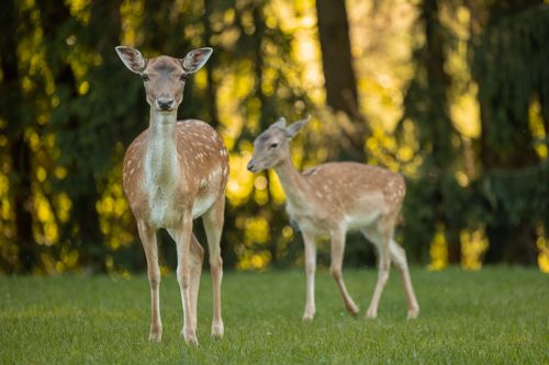 Ein kleines Reh steht mit seiner Mutter auf einer grünen Wiese.