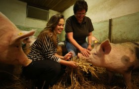 So leben Schweine am Kobichl, Familie Hinteregger, © weinfranz.at