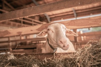 Lilli is waiting to be milked, © Einkehrhof Poggau