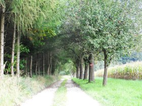 Allee am Salaberger Wald, &copy; Mostviertel - O&Ouml; Mariazellerweg