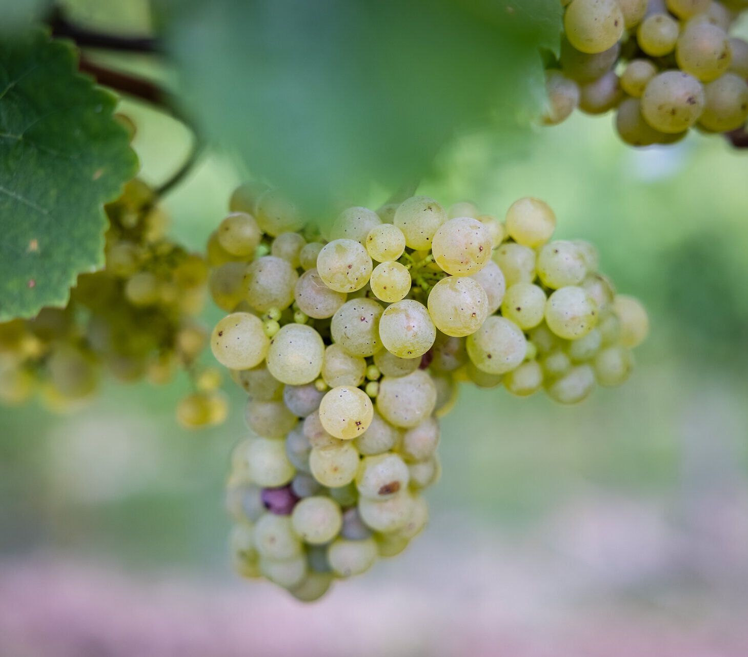 Weißwein-Weinrebe mit grünen Blättern