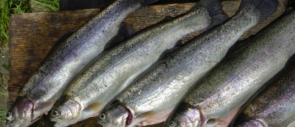 Ybbstal Forelle, &copy; BMLFUW/ Rita Newman