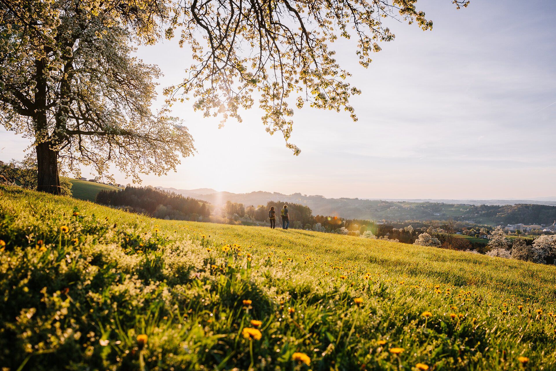 Die sanften Hügel des Mostviertels erblühen im Frühling in einem Meer aus zarten Birnenblüten. Ein romantischer Spaziergang unter den blühenden Bäumen lädt dazu ein, die frische Luft und die Schönheit der Natur zu genießen. Hier, wo die Landschaft in sanften Farben leuchtet, wird jeder Schritt zu einem unvergesslichen Erlebnis.