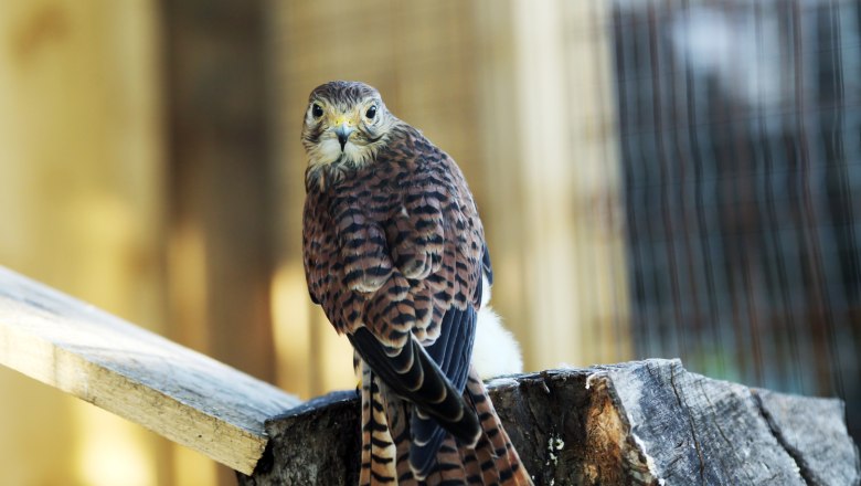 Falcon, © Weinfranz