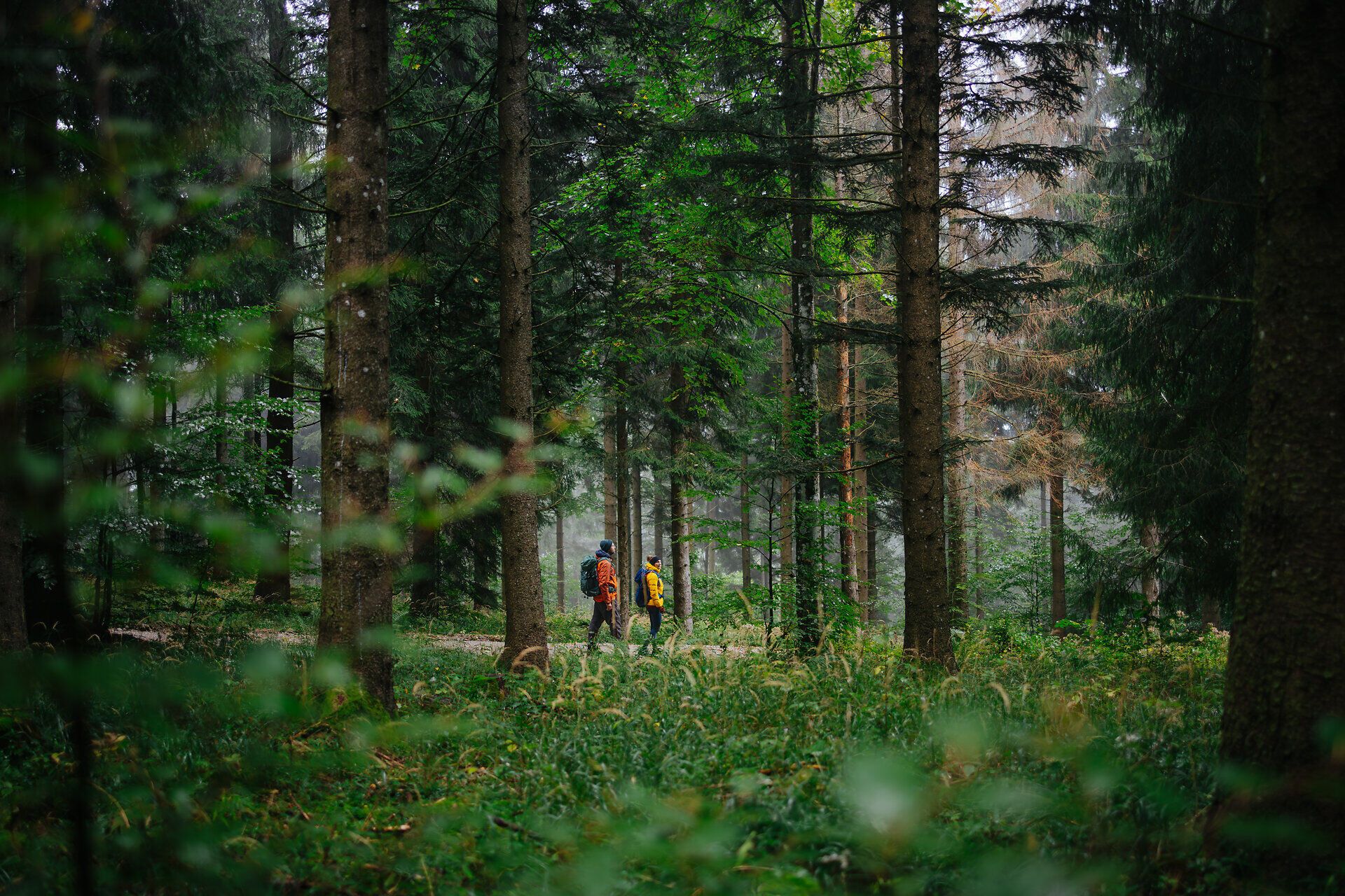 Zwei Wanderer in bunten Jacken gehen durch einen üppigen Wald, dessen dichte Vegetation und die hohen Bäume eine Atmosphäre von Naturverbundenheit und Ruhe erzeugen.