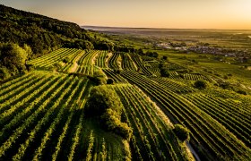 Weinland Traisental, © ÖWM / Robert Herbst