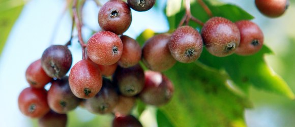 Elsbeere, &copy; Mostviertel Tourismus/@weinfranz.at