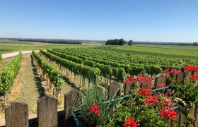 Vineyards with red flowers in the foreground and a clear sky.