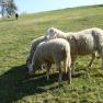 sheep, &copy; Zulehen