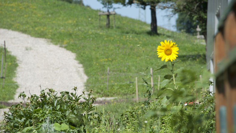 Goose wader, © zVg Gänswoader A single sunflower in a garden in front of a grassy hill with a gravel path.