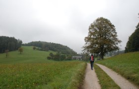 &uuml;ber Wiesen in den H&ouml;fnergraben, &copy; Wienerwald