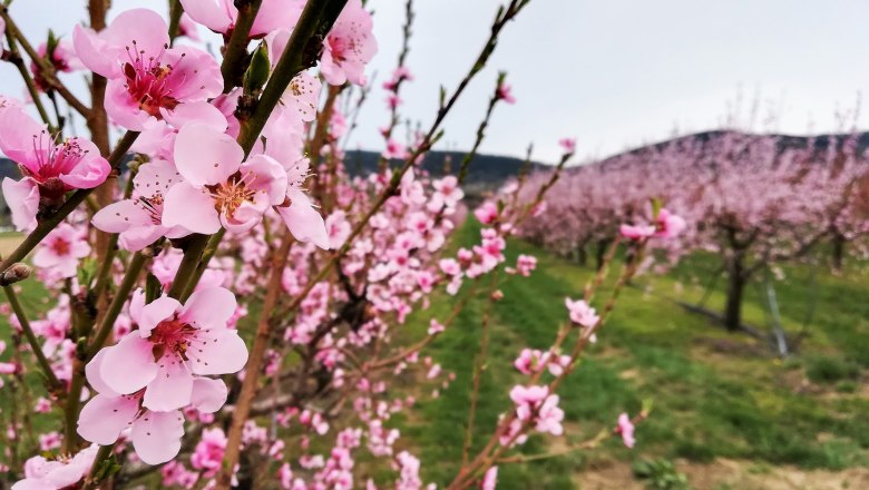 Pfirsichbaumblüte, © Verein Traisentaler Wein