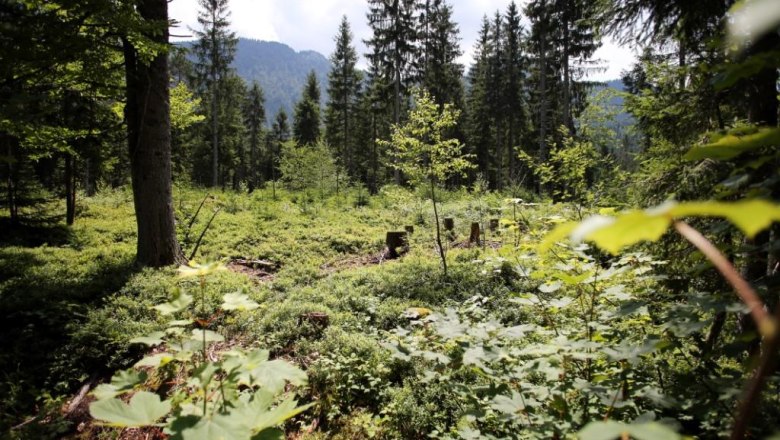 Waldlandschaft mit Bäumen und Sträuchern im Naturreservat Leckermoor.