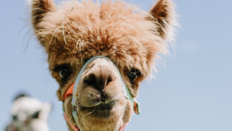 Organic farm MItterhirschberg, © Familie Schweighuber