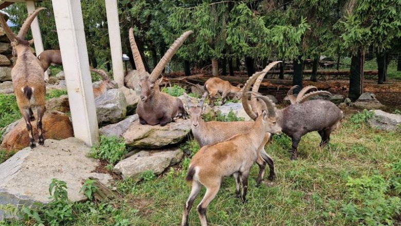 Wildpark Hochrie&szlig; - nur 35 Min. vom Happy Nest entfernt und immer eine Reise wert., &copy; Martin Bachner_Happy Nest