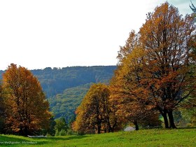 Elsbeerhain am Gritschenberg, © Wienerwald