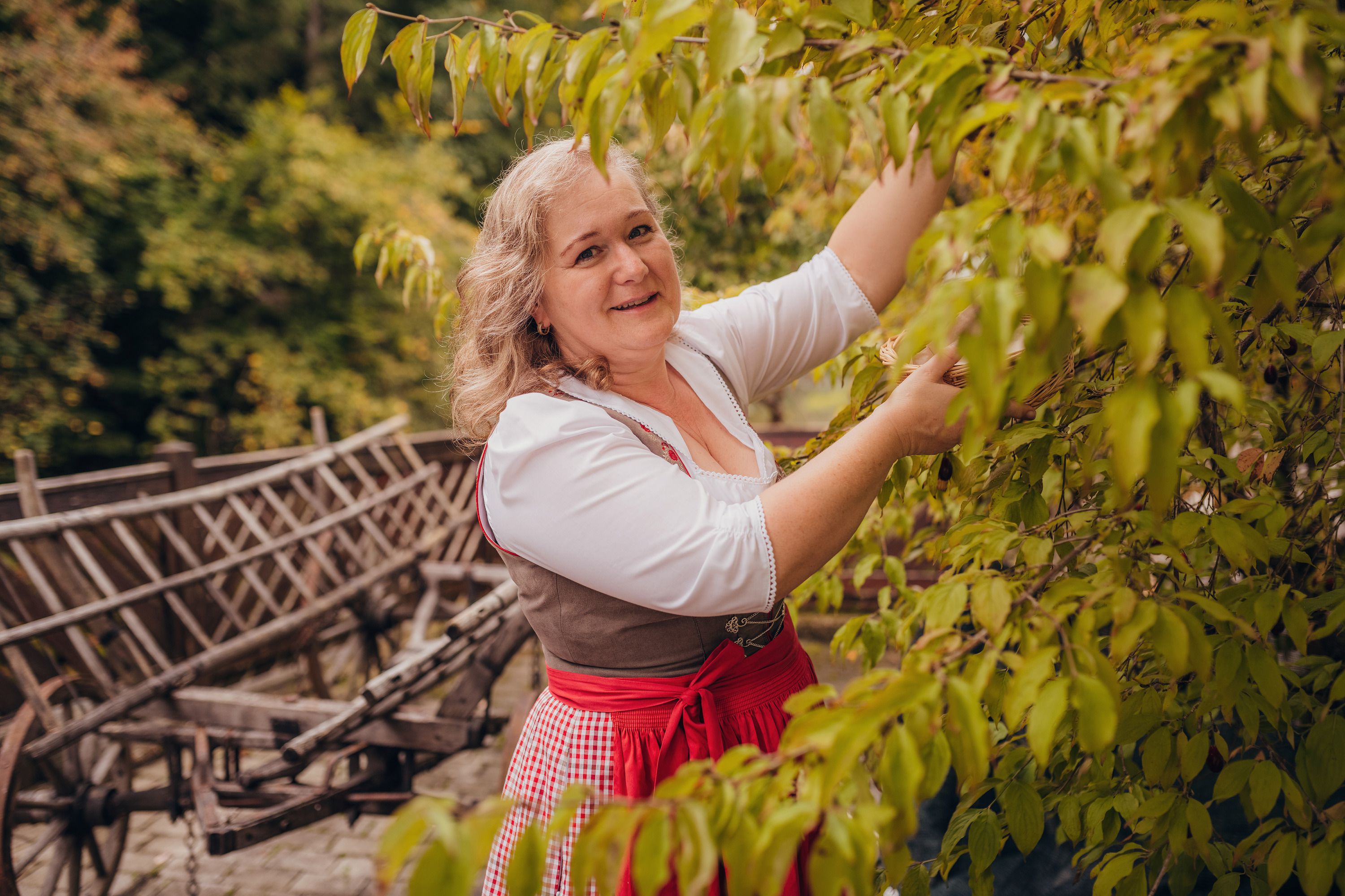 Frau in traditioneller Kleidung pflückt Blätter von einem Baum.
