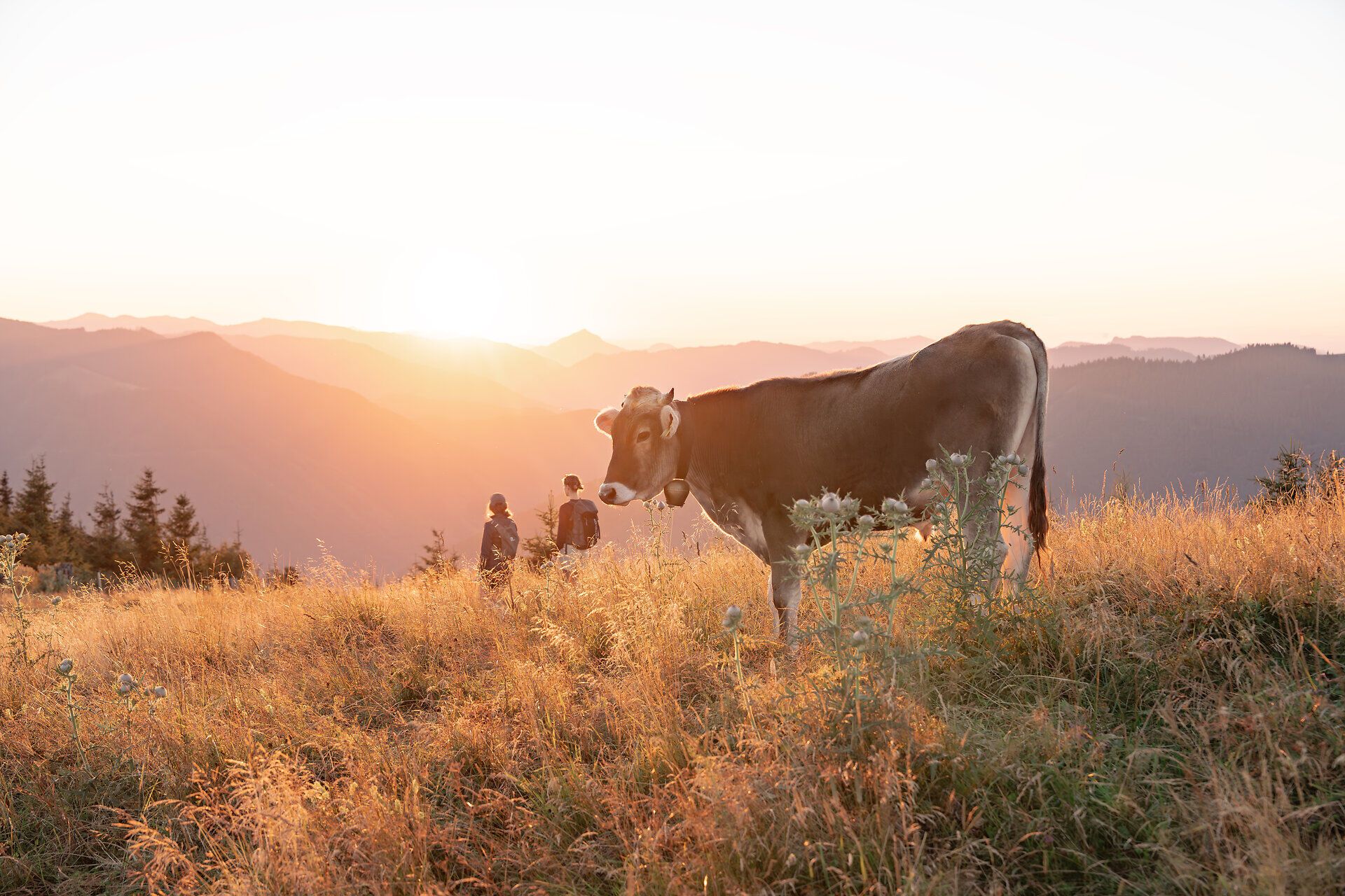 In der goldenen Abendstimmung grasen friedlich Kühe auf den sanften Hügeln der Ybbstaler Alpen. Im Hintergrund erheben sich majestätische Berge, während zwei Wanderer die atemberaubende Aussicht genießen. Diese idyllische Szenerie lädt dazu ein, die Ruhe der Natur zu erleben und den Sommer in den Bergen in vollen Zügen zu genießen.