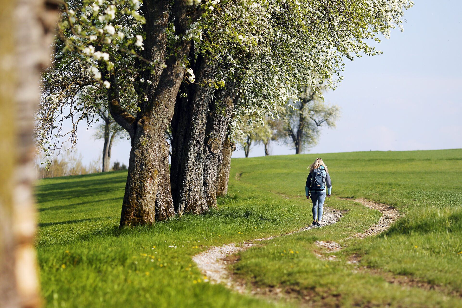 Die sanften Hügel der Moststraße erblühen im Frühling in einem Meer aus weißen Blüten, während ein ruhiger Wanderweg durch die malerische Landschaft führt. Die frische Luft und das sanfte Licht schaffen eine einladende Atmosphäre, die zum Verweilen und Genießen einlädt.