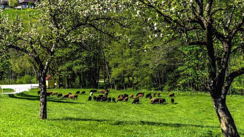 The sheep on the pasture, © Einkehrhof Poggau