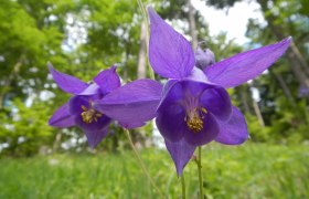 WANDERBLUME_ST. AEGYD_14 - Akeleiweg, &copy; Nordisches Zentrum St. Aegyd