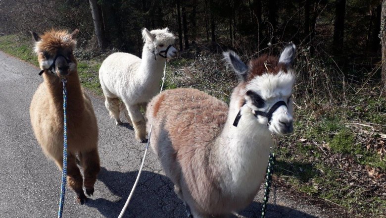 Out and about with the Puchberg alpacas, © Stefanie Ecker
