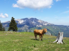 Vom Erlaufsee &uuml;ber die Brach auf die Gemeindealpe, &copy; Mostviertel Tourismus/Sonja Stadlbauer