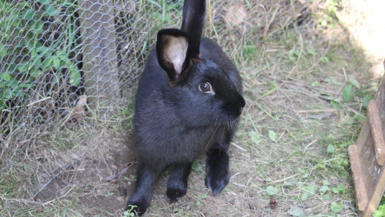 Rabbits at the Kirchau vacation farm, &copy; Ferienhof Kirchau
