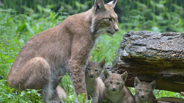 Eine Luchsfamilie mit einem erwachsenen Luchs und drei Jungtieren im Gras neben einem Baumstamm.