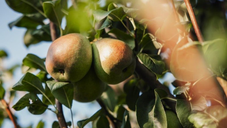 Altenriederer fruit farm, &copy; Monika Jungwirth, Karma & Pitch