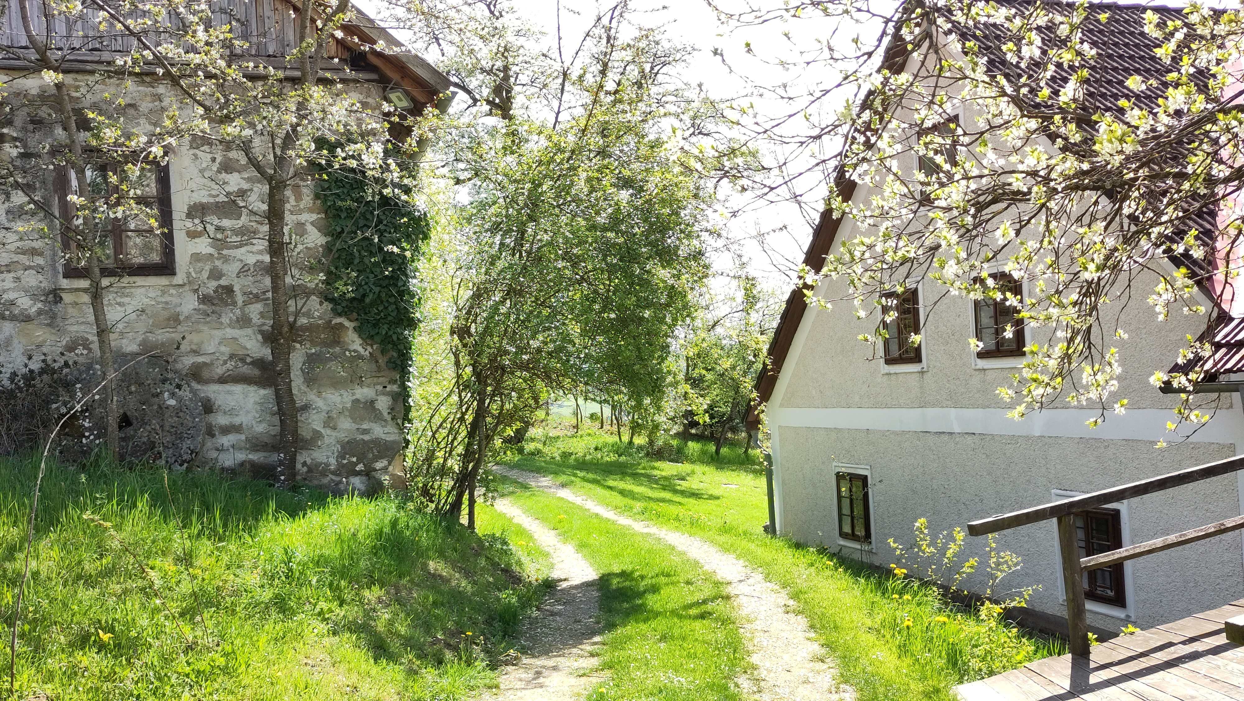 Ein ländlicher Weg zwischen zwei Häusern, umgeben von blühenden Bäumen und grünem Gras.