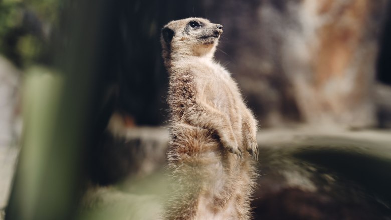Tierpark Stadt Haag, © Moststraße, dochbodnliacht