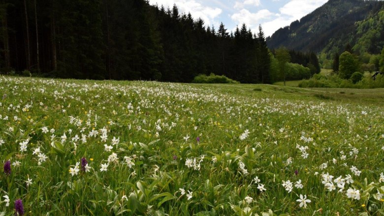 Buchmais show meadow near G&ouml;stling an der Ybbs, &copy; David Bock