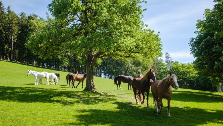 Wildtierpark Hochriess, © Die Hochriess - Distelberger GmbH CoKG