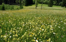 Show meadow Hochtal near G&ouml;stling an der Ybbs, &copy; David Bock