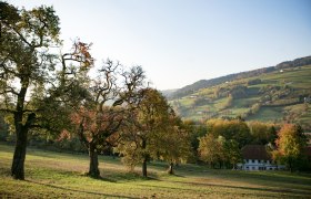 Mostviertler Herbstlandschaft, © schwarz-koenig.at