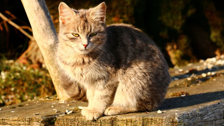 vacation-at-almbauer-11, &copy; Almbauer-Familie Wagner