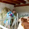 Magdalena in the barn with the calves, © Familie Grasberger