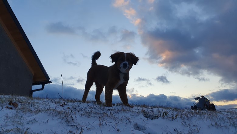 Organic farm MItterhirschberg, © Familie Schweighuber